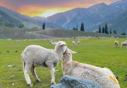 5 Days in Paradise: Chandigarh to Srinagar