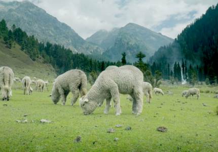 Complete Kashmir Experience – 6N/7D Valley Tour
