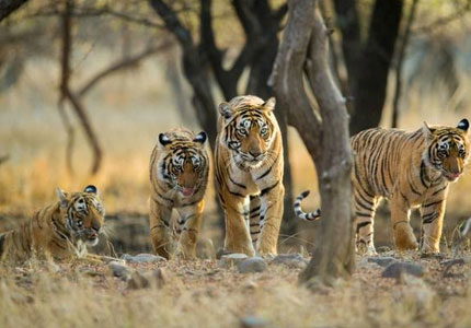 Chandigarh to Dalhousie Wildlife Tour